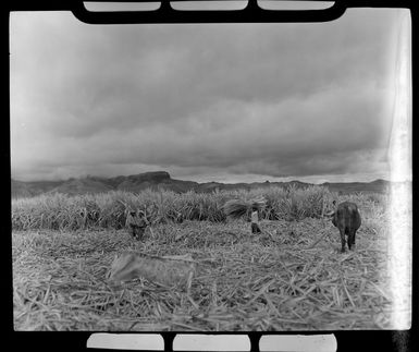 Workers and cattle in the sugar plantation, Lautoka, Fiji