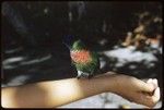 Lorikeet