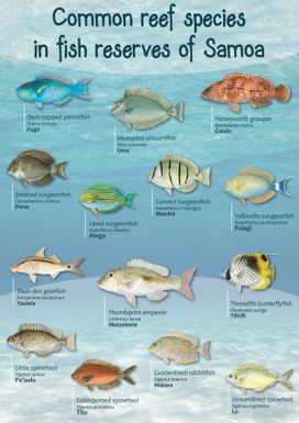 Common Reef Species in Fish Reserves of Samoa