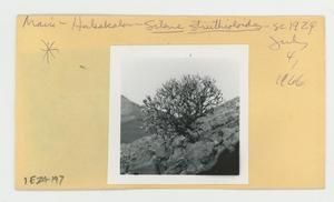[Silene struthioloides in Hawaii, envelope IE24-197]