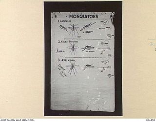 LAE AREA, NEW GUINEA, 1945-08-03. A "PIDGIN" ENGLISH CHART USED FOR THE INSTRUCTION OF NATIVE REGIMENTAL AID POST ORDERLIES. THE PHOTOGRAPH WAS MADE AT THE REQUEST OF HEADQUARTERS AUSTRALIAN NEW ..