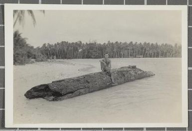 A log beached by the currents washed-up on Nissan beach