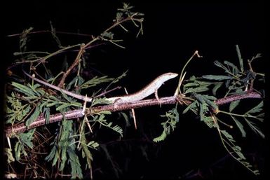 Skink sp.