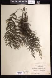 Callistopteris apiifolia