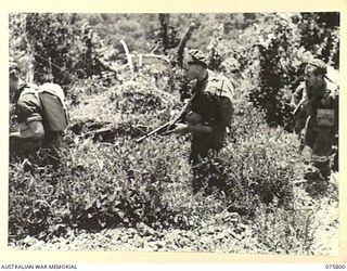 SIAR-NAGADA, NEW GUINEA. 1944-09-08. A PATROL FROM A COMPANY, 61ST INFANTRY BATTALION "THE QUEENSLAND CAMERON HIGHLANDERS", LEAVE THEIR CAMP AT NOBINOB AS THEY COMMENCE A 9 DAY JUNGLE PATROL