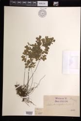 Adiantum capillus-veneris