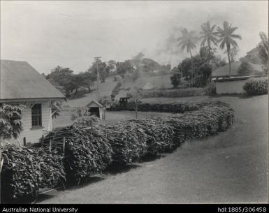 Cane train hauling loaded trucks