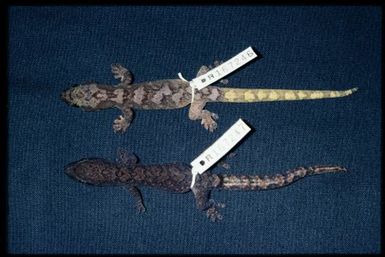 2 specimens (dorsal)