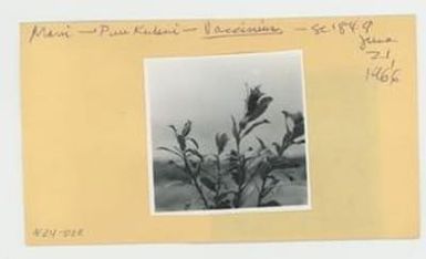 [Vaccinium in Hawaii, envelope IE24-028]