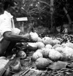 Preparing food for the feihili workers in Saia Foki's peito. (Breadfruit adze being used by Siale Lahi to break in half green breadfruit.)