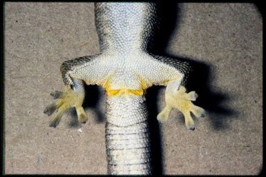 Eurydactylodes agricolae
