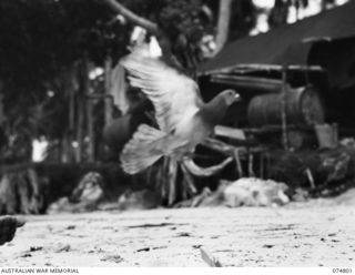 MILILAT, NEW GUINEA. 1944-07-16. A PIGEON LANDING ON THE TRAP AT LOFT 22, 1ST PIGEON SECTION, HEADQUARTERS, 5TH DIVISION