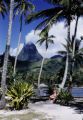 French Polynesia, woman posing against palm tree on beach of Moorea Island