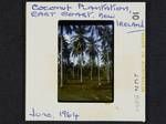 Coconut plantation, east coast, New Ireland, Jun 1964