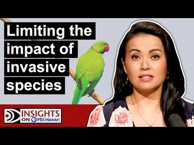 Hawaiʻi’s Battle Against Invasive Species | INSIGHTS ON PBS HAWAIʻI