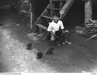 BASU RIVER VALLEY, NEW GUINEA. 1944-05-14. JIMMY WAN, SON OF WAN JIN WAH, FEEDING HIS FATHER'S FOWLS IN A CHINESE GARDEN APPROXIMATELY 7 MILES FROM LAE. NINE FAMILIES FROM THE AREA ESTABLISHED THE ..