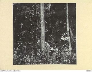 BUSU FOREST, LAE AREA, NEW GUINEA. 1944-07-26. A TRACTOR OPERATED BY A MEMBER OF THE 2/3RD FORESTRY COMPANY, ROYAL AUSTRALIAN ENGINEERS, FORCES ITS WAY THROUGH JUNGLE TO REACH A FALLEN TREE