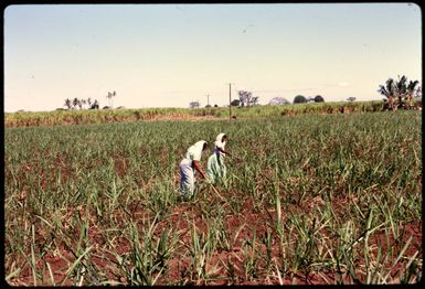 Hoeing in Fiji, 1971