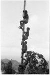 Four boys climb up a palm