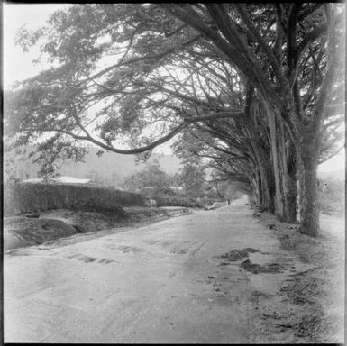 Malaguna Road after rainfall, Rabaul, New Guinea, ca. 1936, 2 / Sarah Chinnery