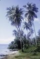 French Polynesia, beach on Moorea Island