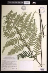 Pityrogramma indet