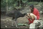 Susan Pflanz-Cook feeds a cassowary