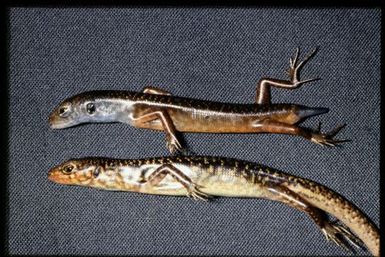 Two specimens (lateral)