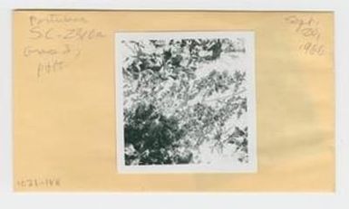 [Portulaca in Hawaii, envelope IE31-188]