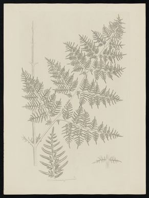 Parkinson, Sydney, 1745-1771: [Untitled][Pteridium esculentum (Pteridaceae) - Plate 568]