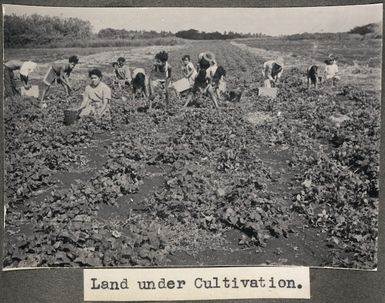 Land under cultivation at the New Zealand produce farm, Tonga