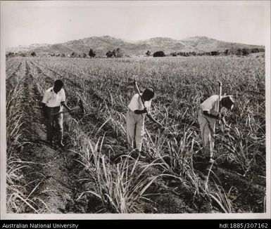 Farmers cultivating cane crop