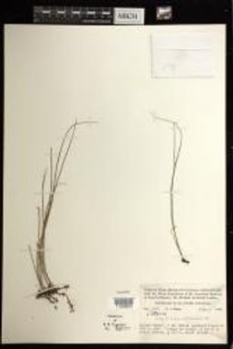 Vittaria caudiformis