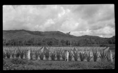 [American military cemetery near Asan, Guam]