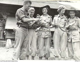 MADANG, NEW GUINEA. 1944-08-25. NX144920 CAPTAIN E.H. CRANSWICK, 18TH FIELD AMBULANCE (1) PROUDLY DISPLAYS HIS PET PYTHON TO MEMBERS OF THE AUSTRALIAN ARMY NURSING SERVICE OF THE 2/11TH GENERAL ..