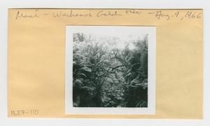 [Gulch view in Hawaii, envelope IE27-110]