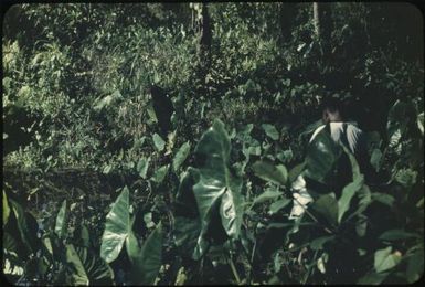 Taro gardens in tanks (3) : Mortlock Islands, Papua New Guinea, 1960 / Terence and Margaret Spencer