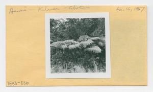 [Cibotium in Hawaii, envelope IE33-036]