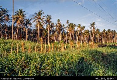 Samoa - palm trees