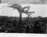 Papua New Guinea, view of forest