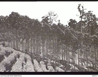 AIYURA, NEW GUINEA, 1946-01-09. MATURE NINE YEAR OLD QUININE TREES, AT THE BRECHIN PLANTATION AUSTRALIAN NEW GUINEA ADMINISTRATIVE UNIT EXPERIMENTAL STATION