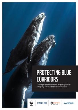 Protecting Blue Corridors : Challenges and Solutions for Migratory Whales Navigating National and International Seas