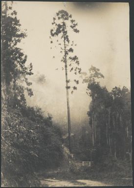 Hoop pine tree, Wau, New Guinea, 1933 / Sarah Chinnery