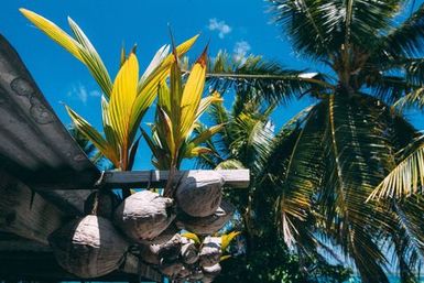 Sprouting coconuts, Atafu, Tokelau