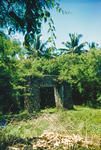 Trees in a clearing in Tonga