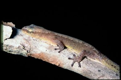 Gecko sp.