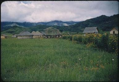 The framework of the parasitology laboratory arrives carried on men's shoulders : Minj Station, Wahgi Valley, Papua New Guinea, 1954 / Terence and Margaret Spencer