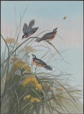 Flycatchers (Rhipidura myperythisa), Papua New Guinea, 1917 / Ellis Rowan