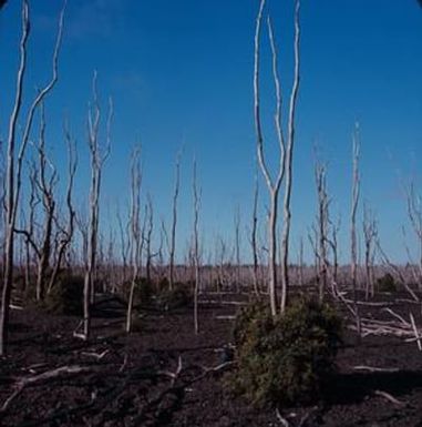 [Landscape with unidentified trees at Kilauea, United States]