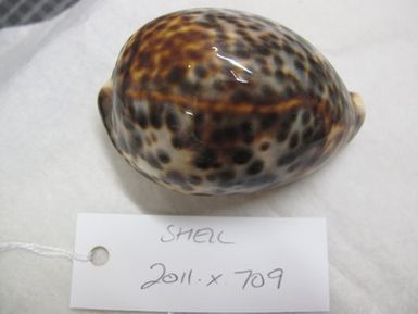 shell